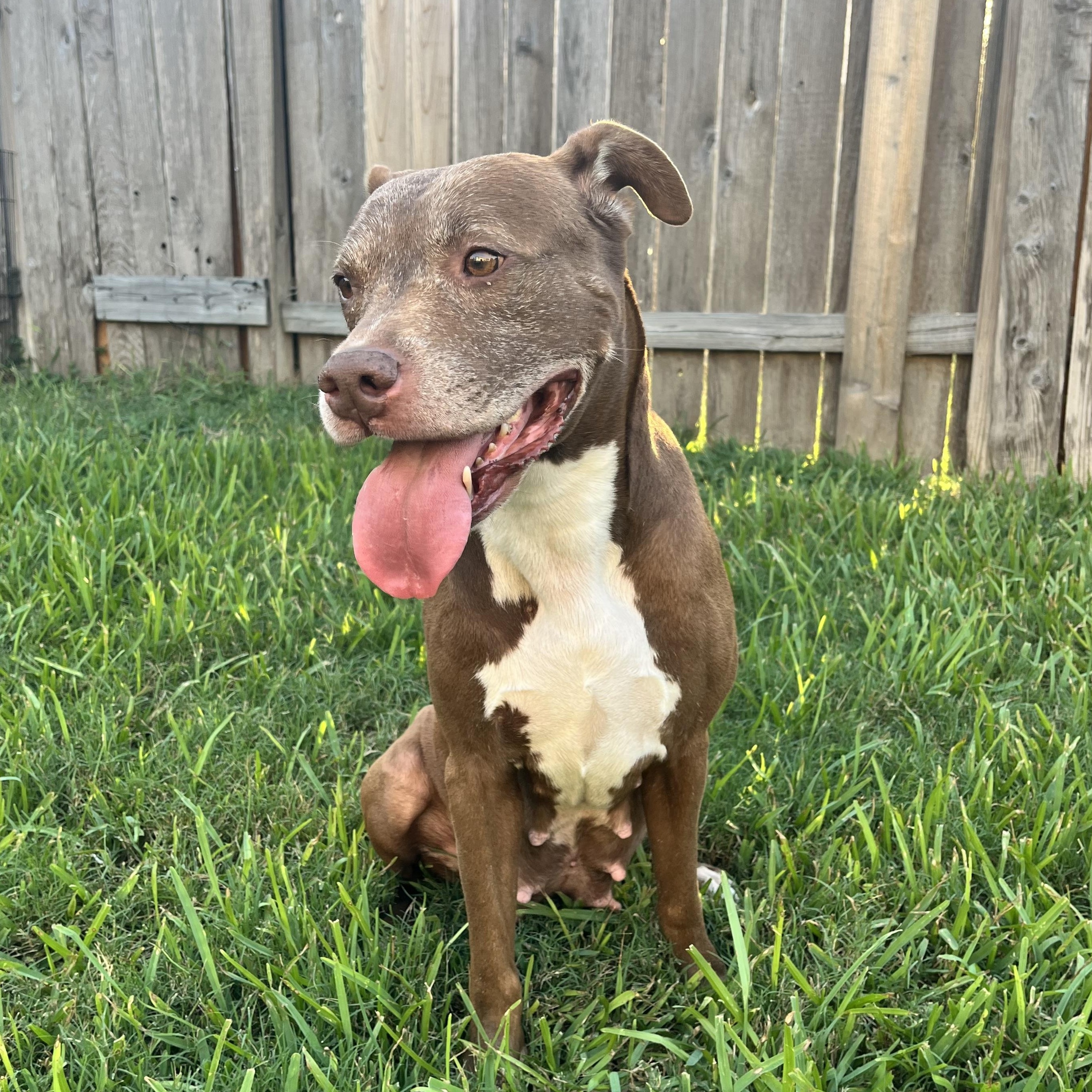 Enlarge Sienna, a Adoptable American Staffordshire Terrier in Calumet, MI image 3/6