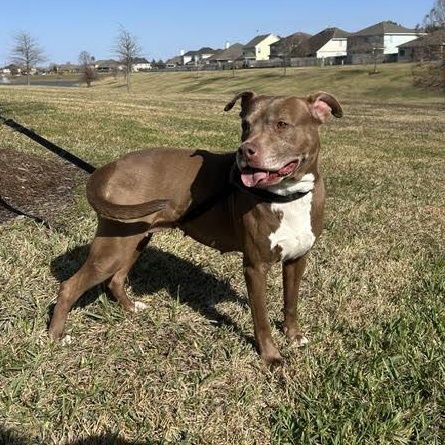 Sienna, Adoptable, Adult Female American Staffordshire Terrier.