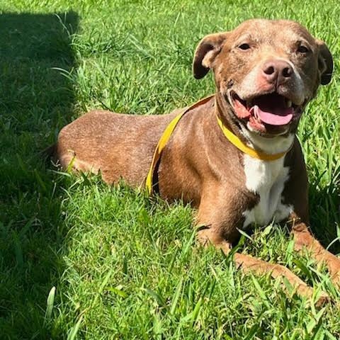 Sienna, an adoptable American Staffordshire Terrier in Calumet, MI, 49913 | Photo Image 5