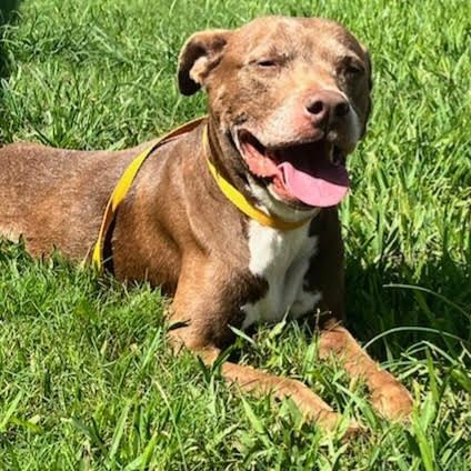 Sienna, an adoptable American Staffordshire Terrier in Calumet, MI, 49913 | Photo Image 2