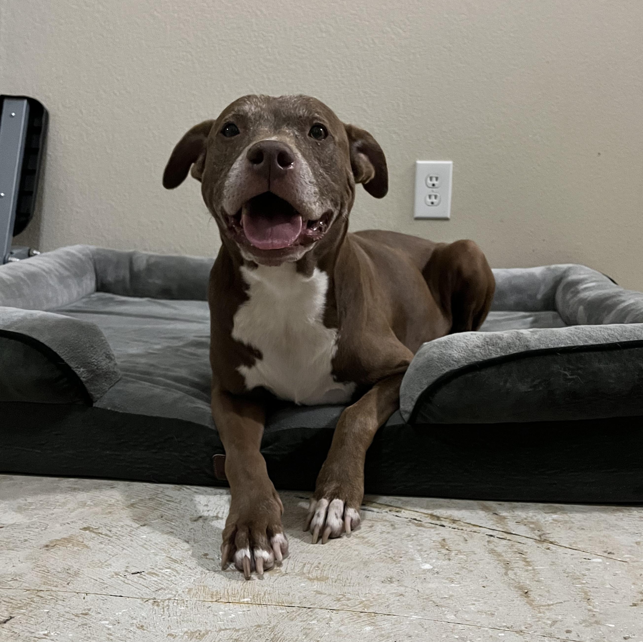 Enlarge Sienna, a Adoptable American Staffordshire Terrier in Calumet, MI image 4/6