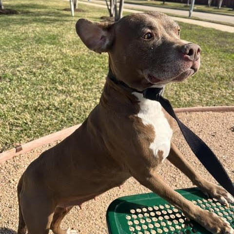 Enlarge Sienna, a Adoptable American Staffordshire Terrier in Calumet, MI image 2/6