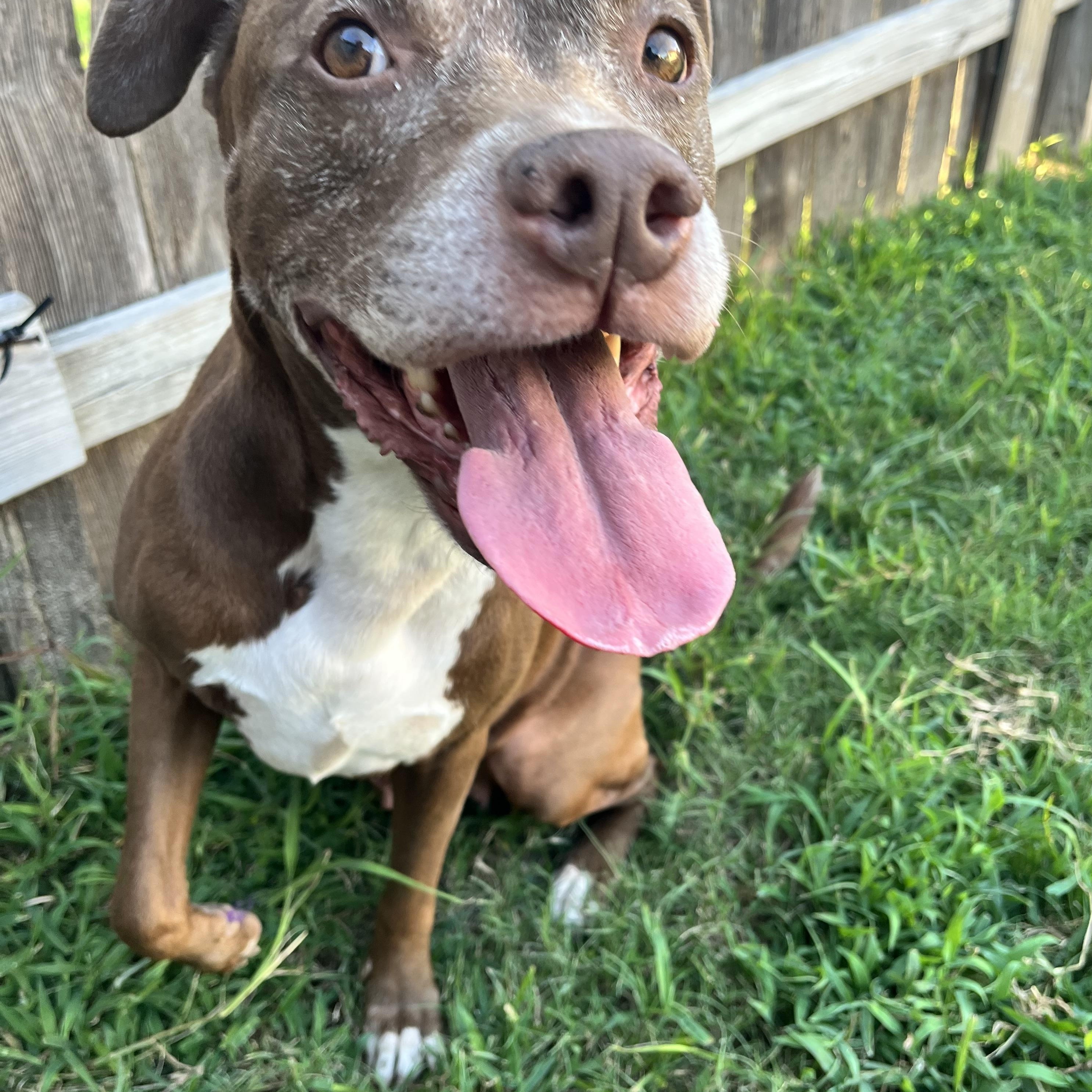 Sienna, an adoptable American Staffordshire Terrier in Calumet, MI, 49913 | Photo Image 6