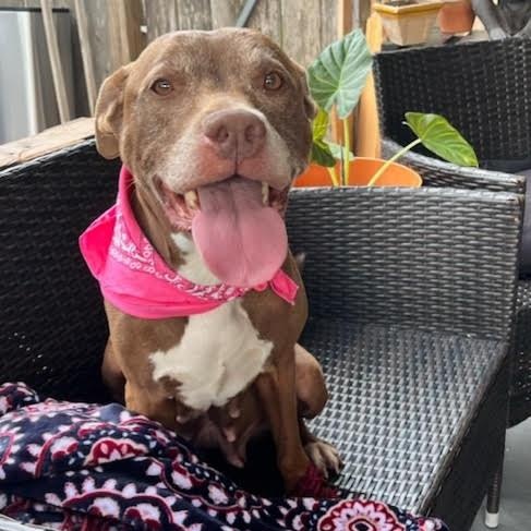 Sienna, an adoptable American Staffordshire Terrier in Calumet, MI, 49913 | Photo Image 6