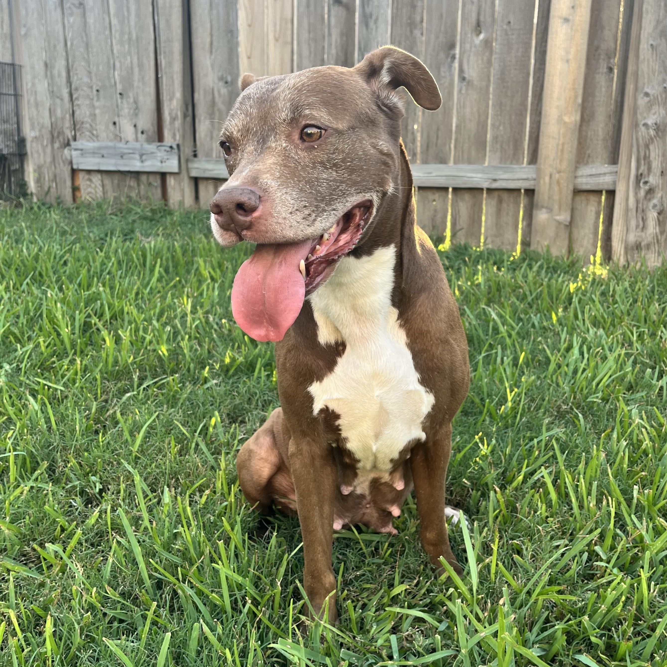 Sienna, a Adoptable American Staffordshire Terrier in Calumet, MI image 2/6