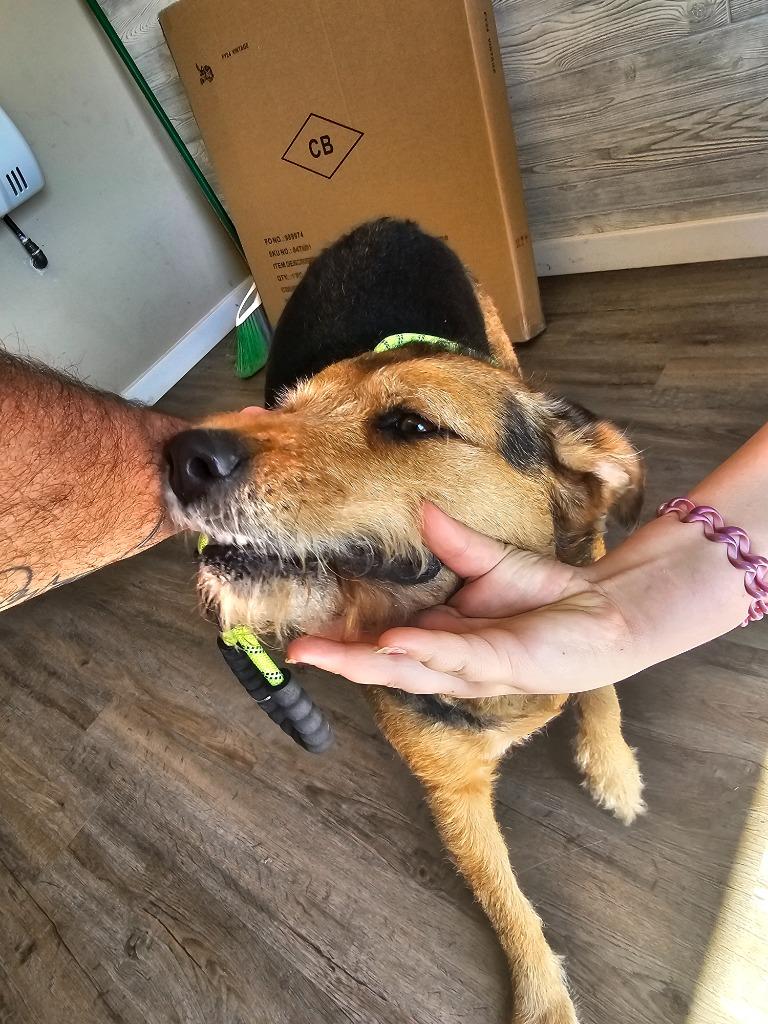 Winnie, Adoptable, Senior Female Lakeland Terrier.