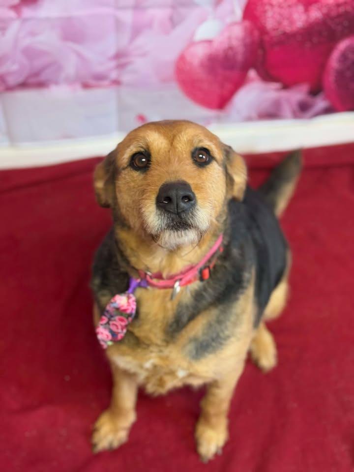 Winnie, adopted, Senior Female Lakeland Terrier.