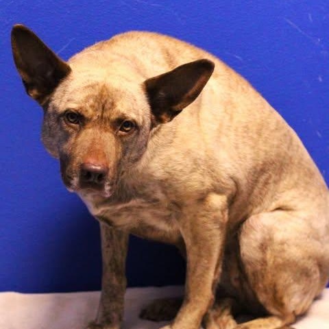 Enlarge 26-01207 MAYA, a ADOPTABLE mixed breed in Fredericksburg, VA image 3/3