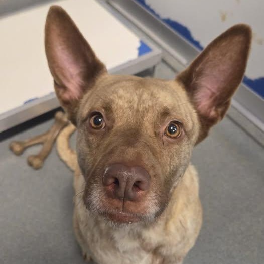 Enlarge 26-01207 MAYA, a ADOPTABLE mixed breed in Fredericksburg, VA image 2/3