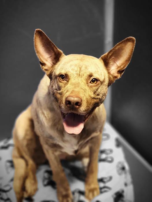 26-01207 MAYA, ADOPTABLE, Adult Female Shepherd.