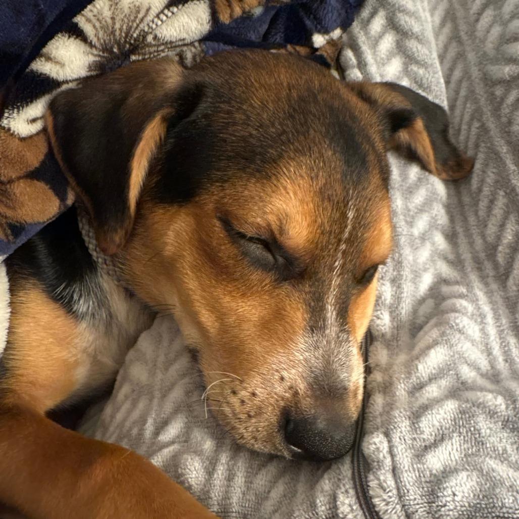 Tahoe, Adoptable, Puppy Male Mixed Breed.