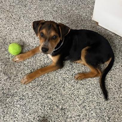 Enlarge Tahoe, a Adoptable Mixed Breed in West Olive, MI image 2/5