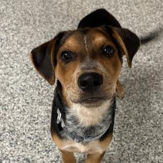 Enlarge Tahoe, a Adoptable Mixed Breed in West Olive, MI image 3/5
