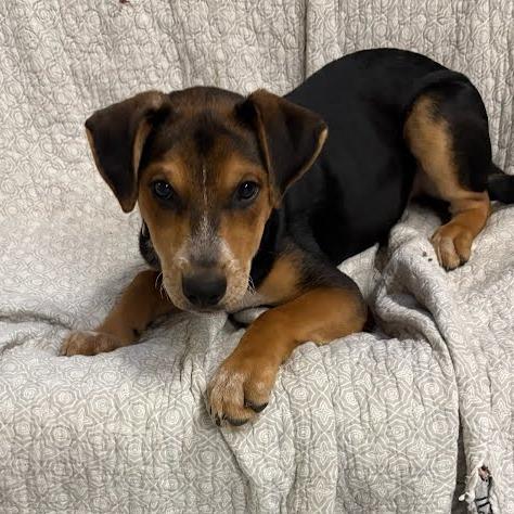 Enlarge Tahoe, a Adoptable Mixed Breed in West Olive, MI image 4/5