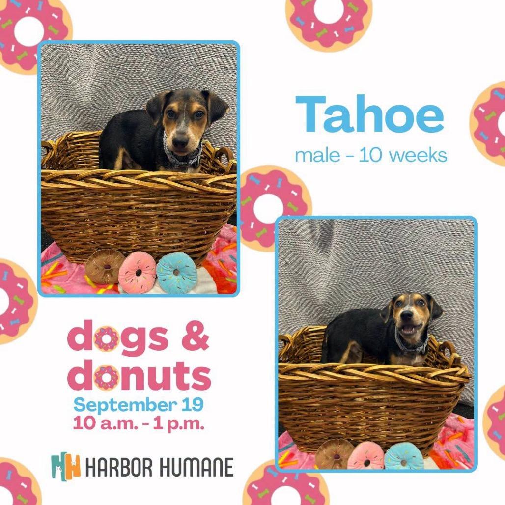 Enlarge Tahoe, a Adoptable Mixed Breed in West Olive, MI image 5/5