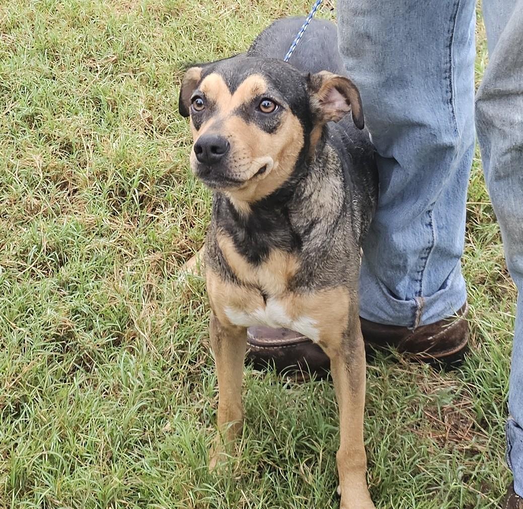 Nova, adopted, Young Female Hound.