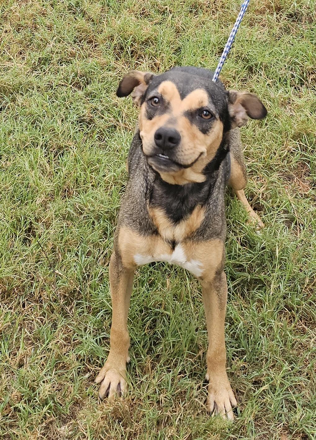 Nova, an adopted mixed breed in Sheridan, TX image 2/6
