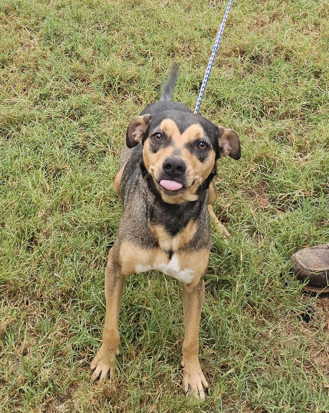 Nova, an adopted mixed breed in Sheridan, TX image 3/6