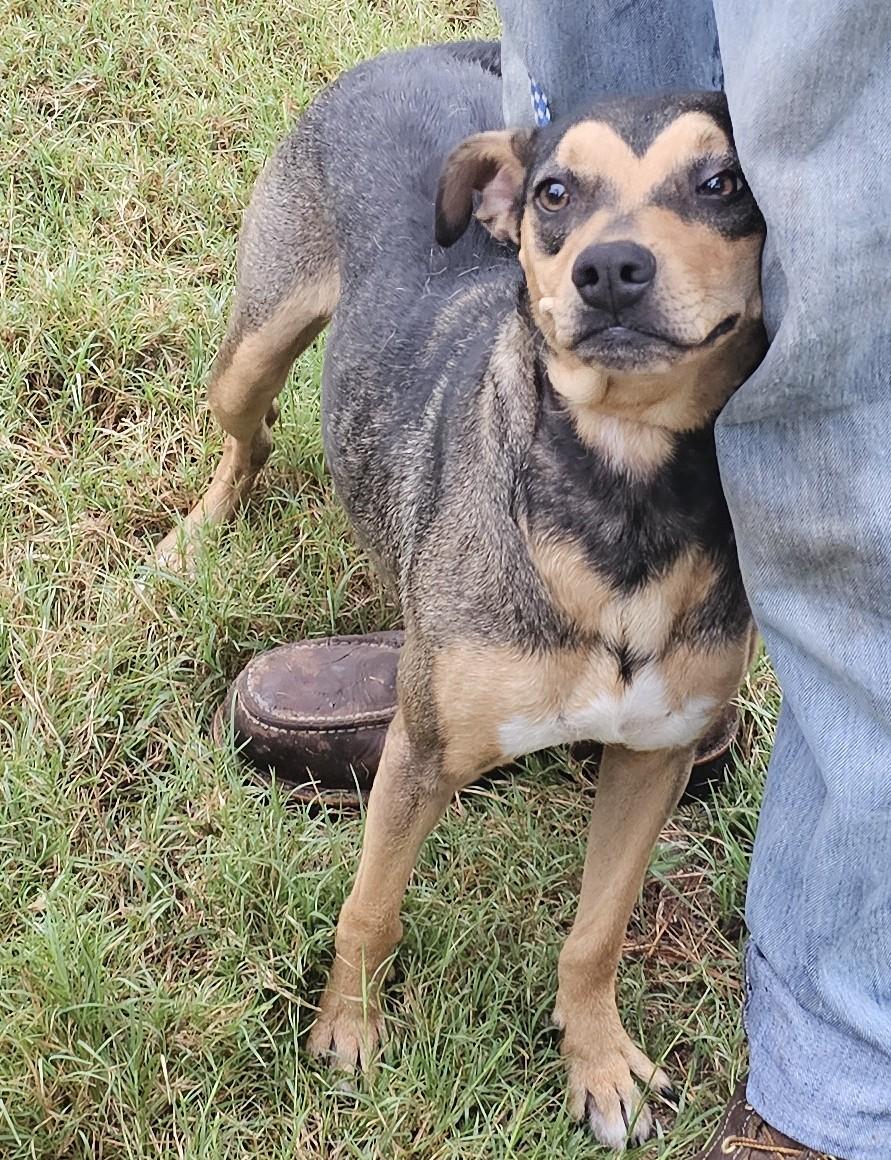 Nova, an adopted mixed breed in Sheridan, TX image 4/6