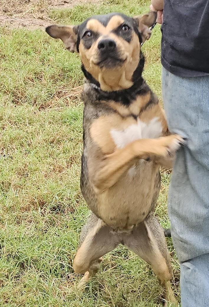 Nova, an adopted mixed breed in Sheridan, TX image 5/6