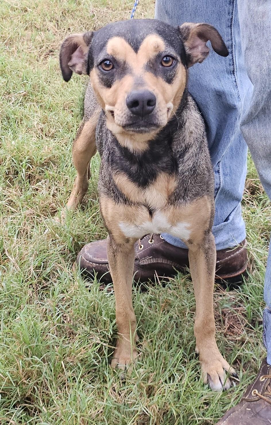 Nova, an adopted mixed breed in Sheridan, TX image 6/6