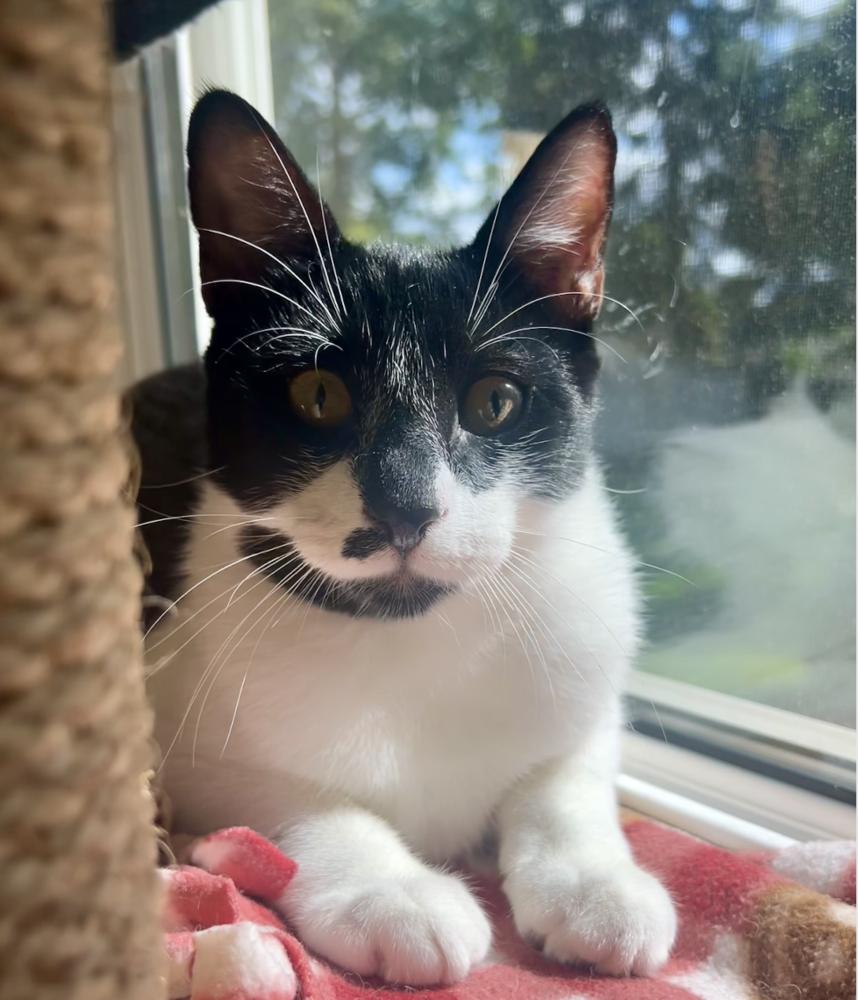 Kipp, Adoptable, Kitten Male Domestic Short Hair.