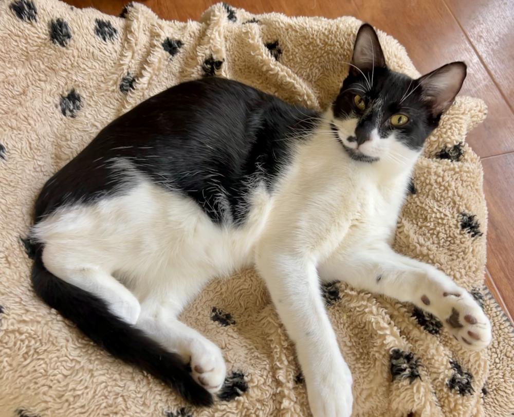 Enlarge Kipp, a Adoptable mixed breed in Oradell, NJ image 2/6