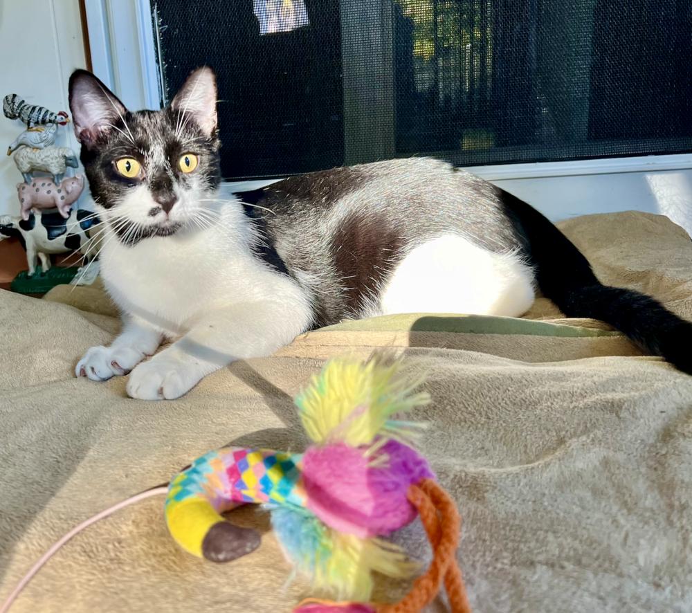 Enlarge Kipp, a Adoptable mixed breed in Oradell, NJ image 5/6