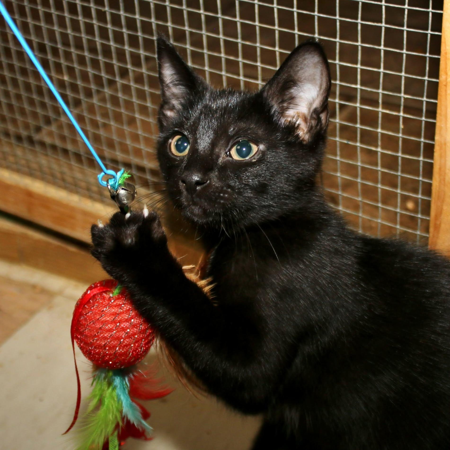 Amma, ADOPTABLE, Kitten Female Domestic Short Hair.
