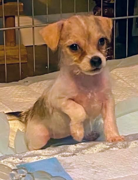 Tawney, a ADOPTABLE mixed breed in Saint David, AZ image 2/2