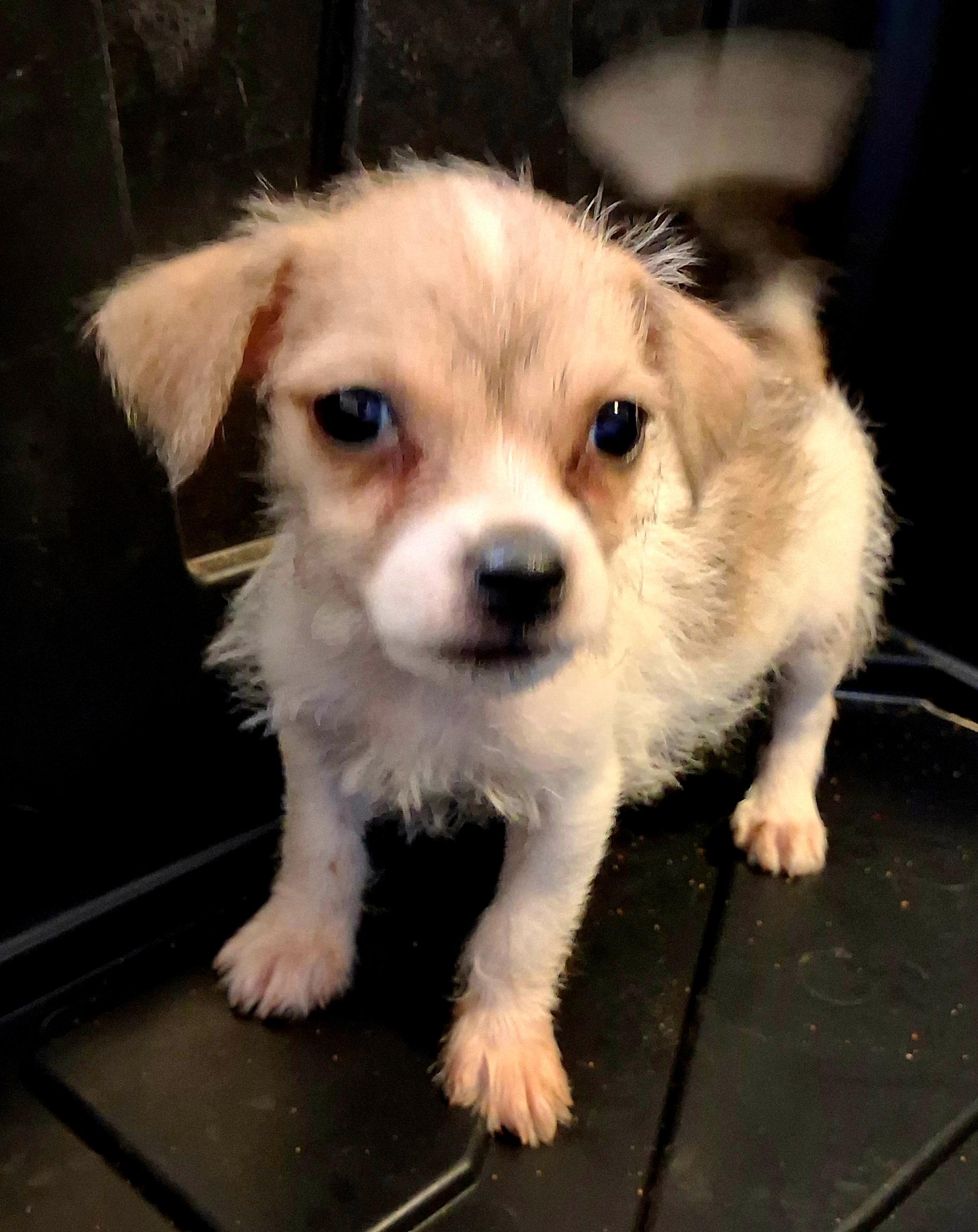 Enlarge Miley, a ADOPTABLE mixed breed in Saint David, AZ image 1/1
