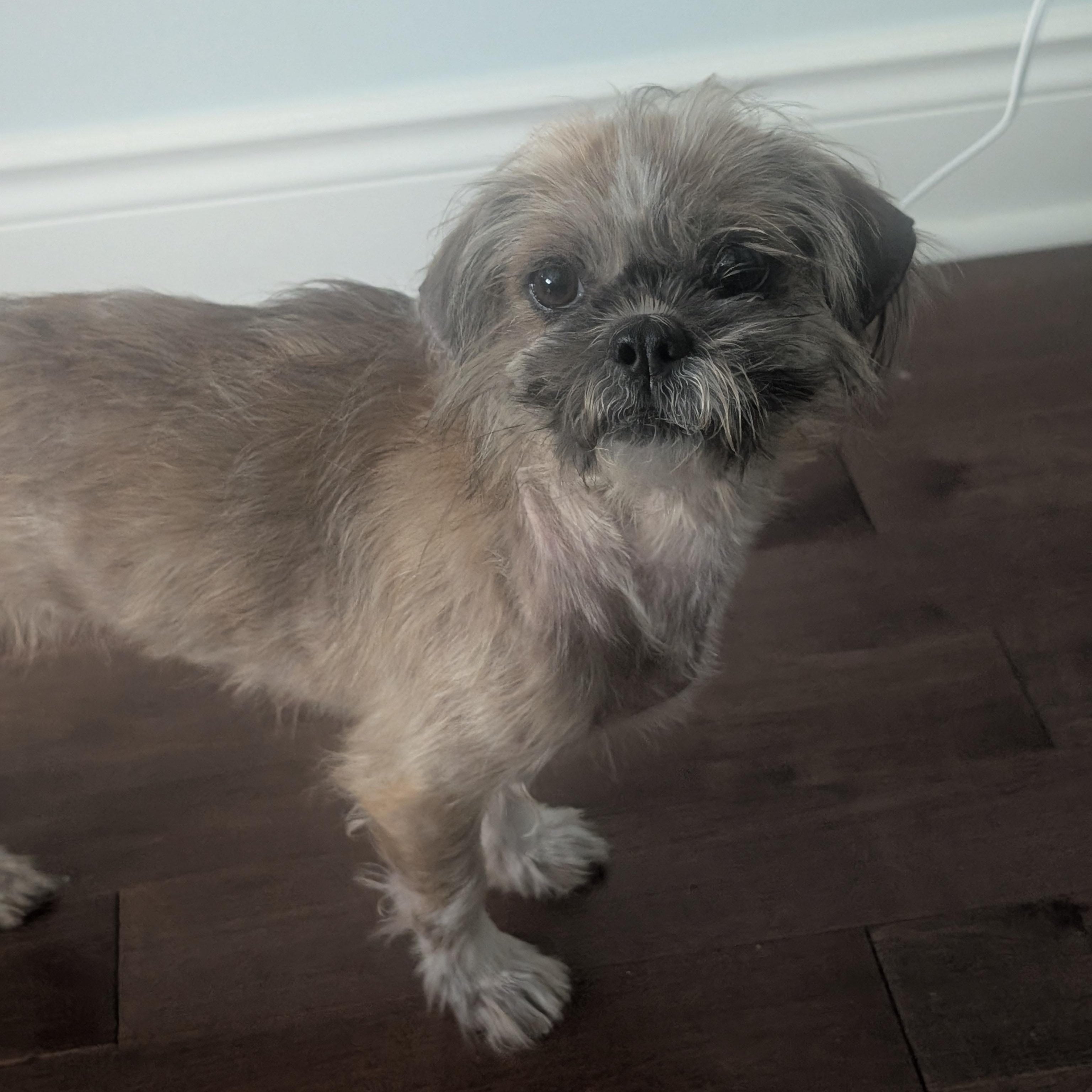 Enlarge Sabine and Swiffer, a ADOPTABLE mixed breed in Scarborough, ON image 2/5