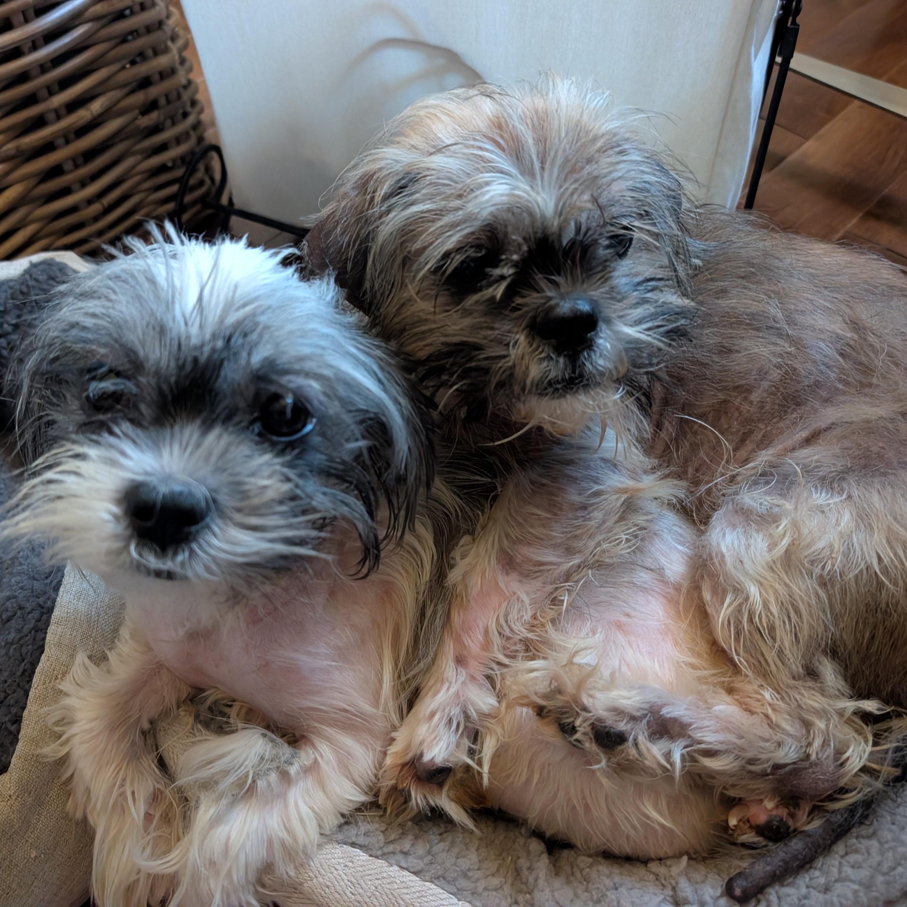 Enlarge Sabine and Swiffer, a ADOPTABLE mixed breed in Scarborough, ON image 4/5