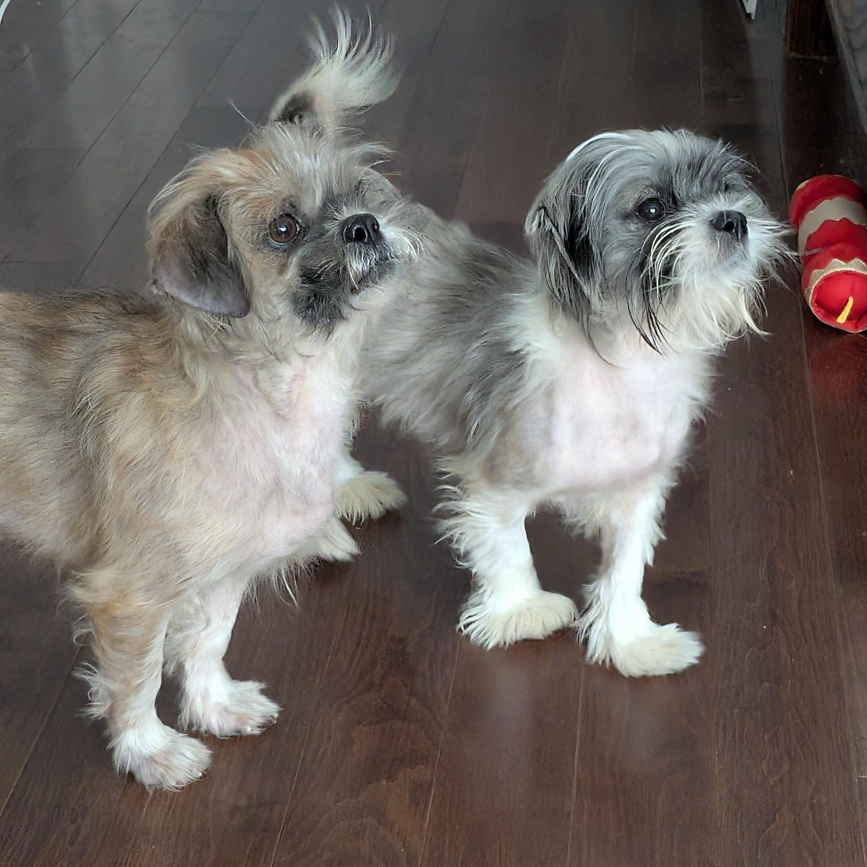 Sabine and Swiffer, ADOPTABLE, Young Female Shih Tzu.
