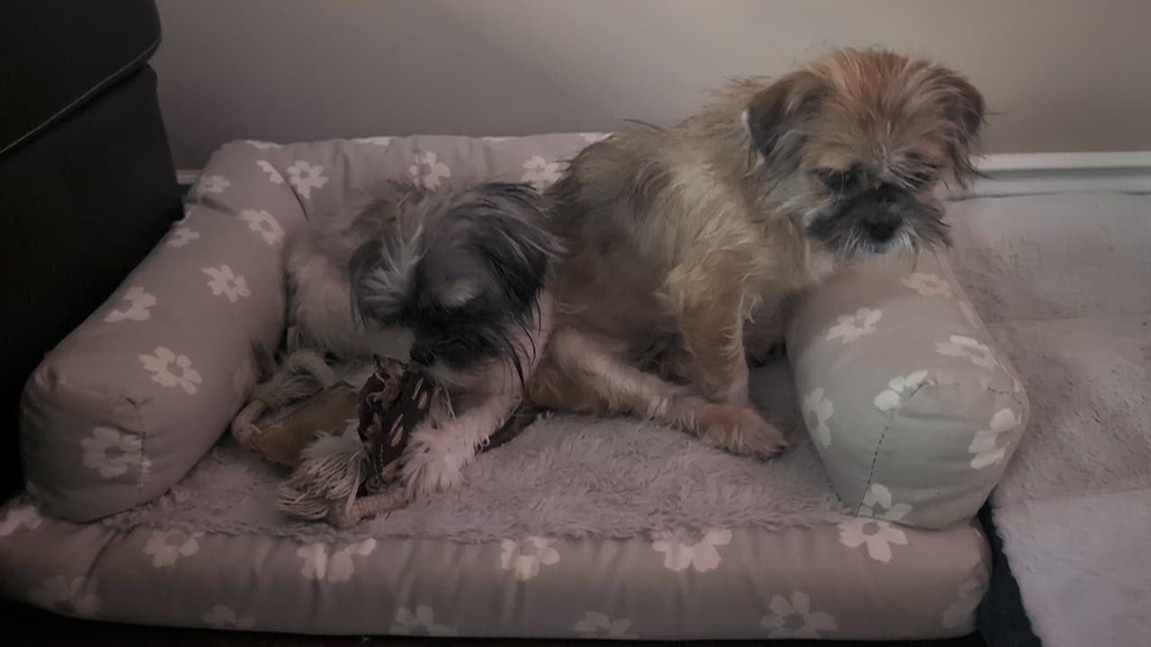 Enlarge Sabine and Swiffer, a ADOPTABLE mixed breed in Scarborough, ON video 5/5