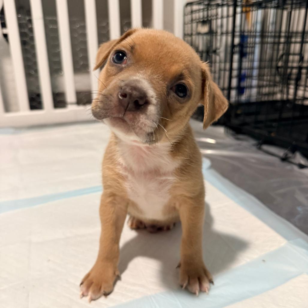 Tiramisu, Adoptable, Puppy Male American Bulldog & Mixed Breed.