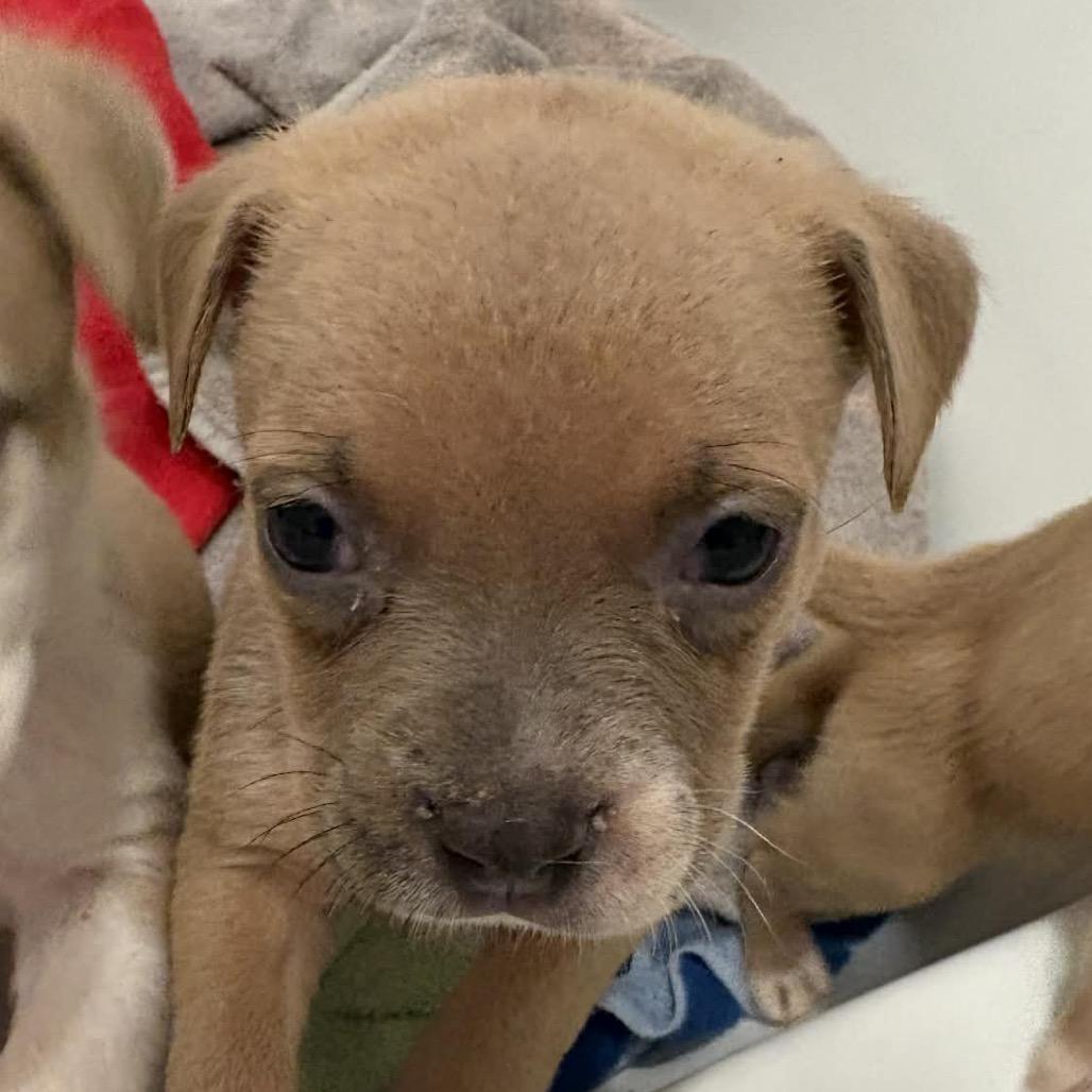 Enlarge Tiramisu, a Adoptable mixed breed in Grapevine, TX image 2/4