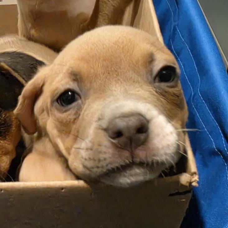 Enlarge Tiramisu, a Adoptable mixed breed in Grapevine, TX image 3/4