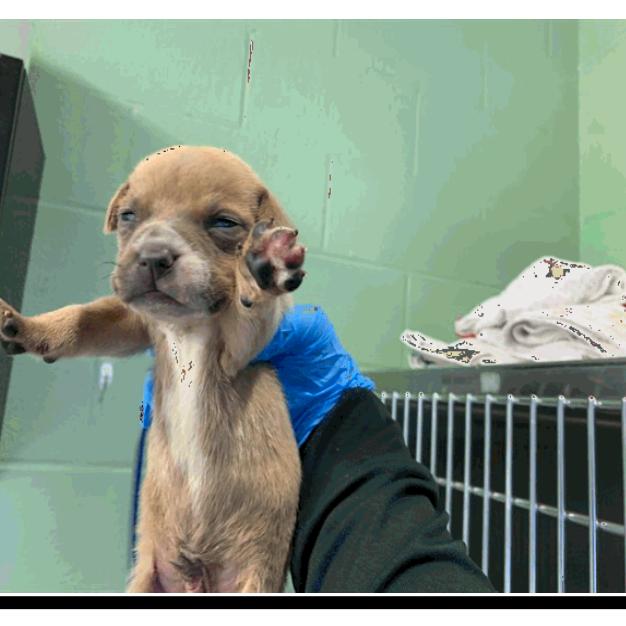 Enlarge Tiramisu, a Adoptable mixed breed in Grapevine, TX image 4/4