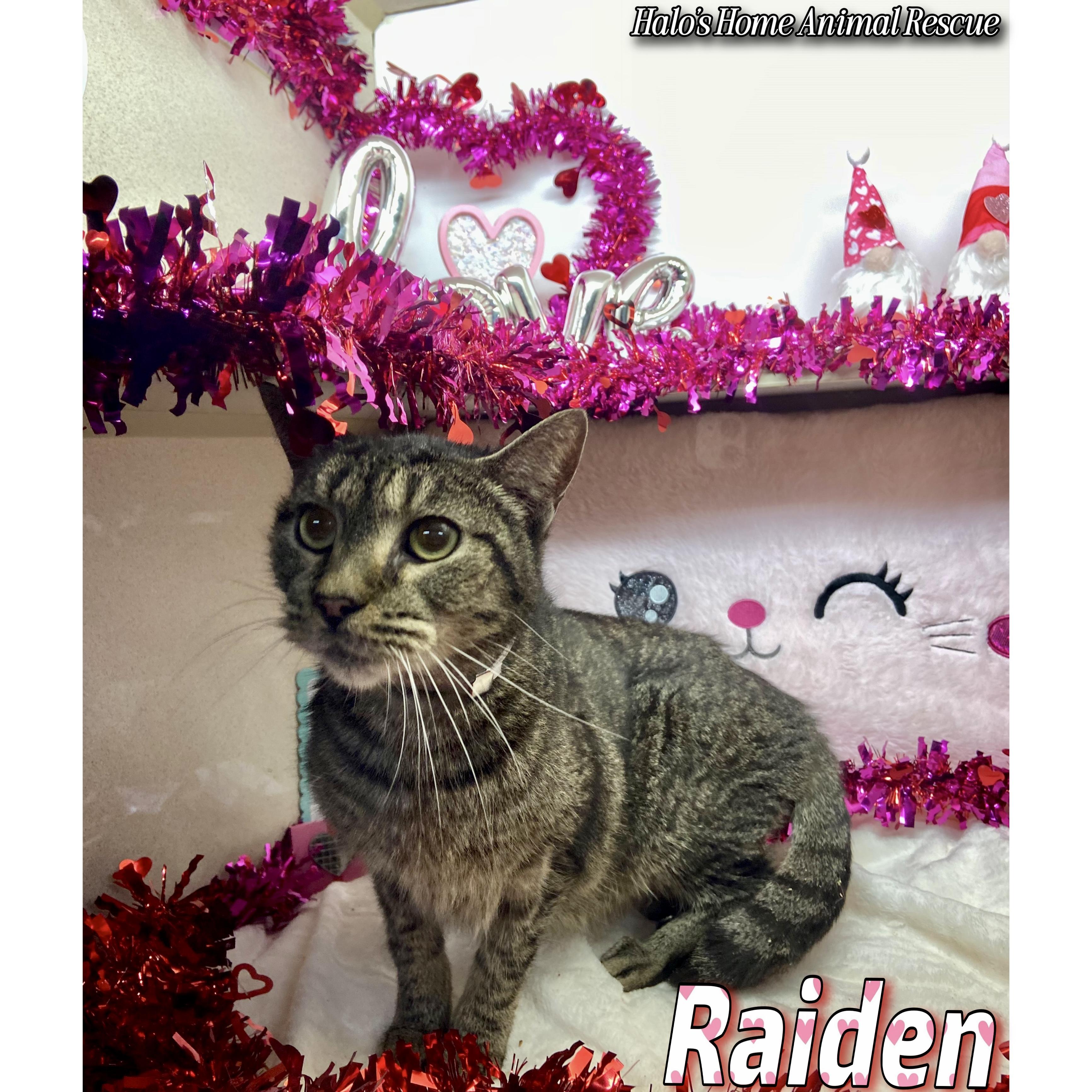 Raiden, Adopted, Adult Male Tabby.