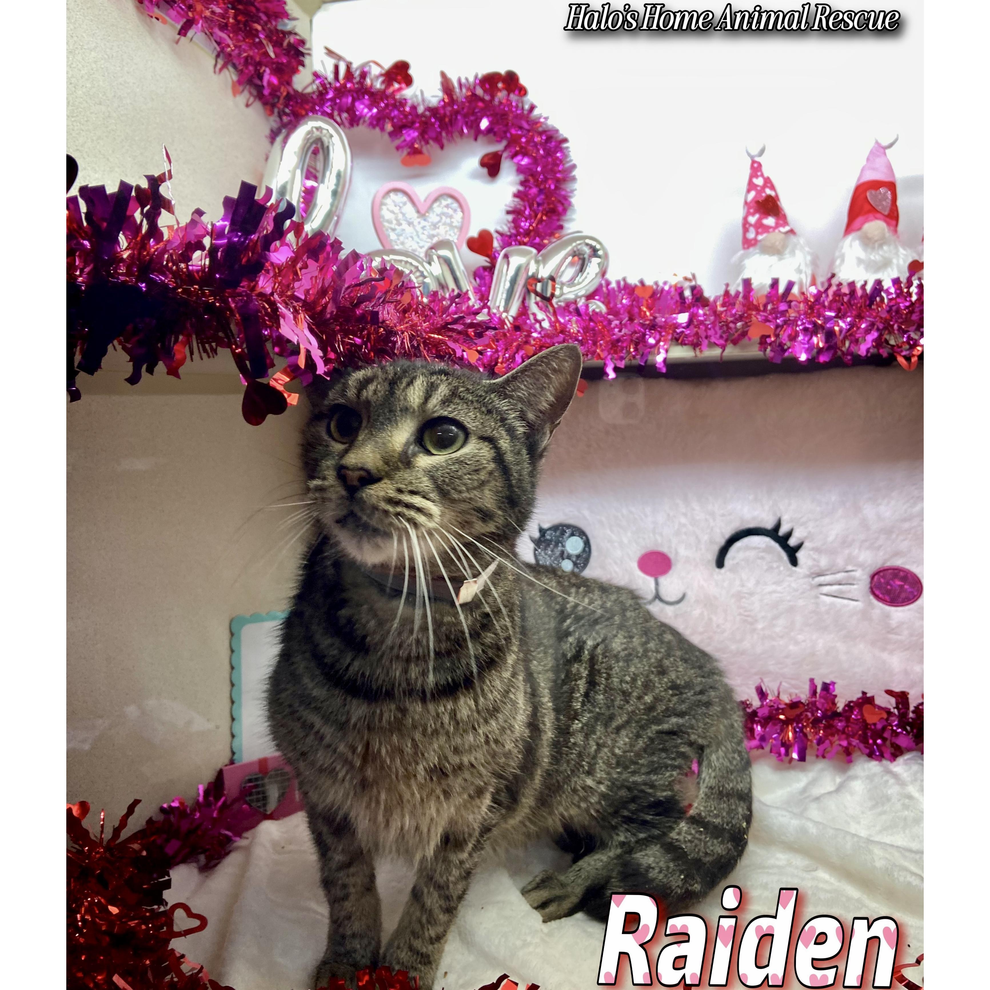 Raiden, a Adopted Tabby in Sunbright, TN image 3/3