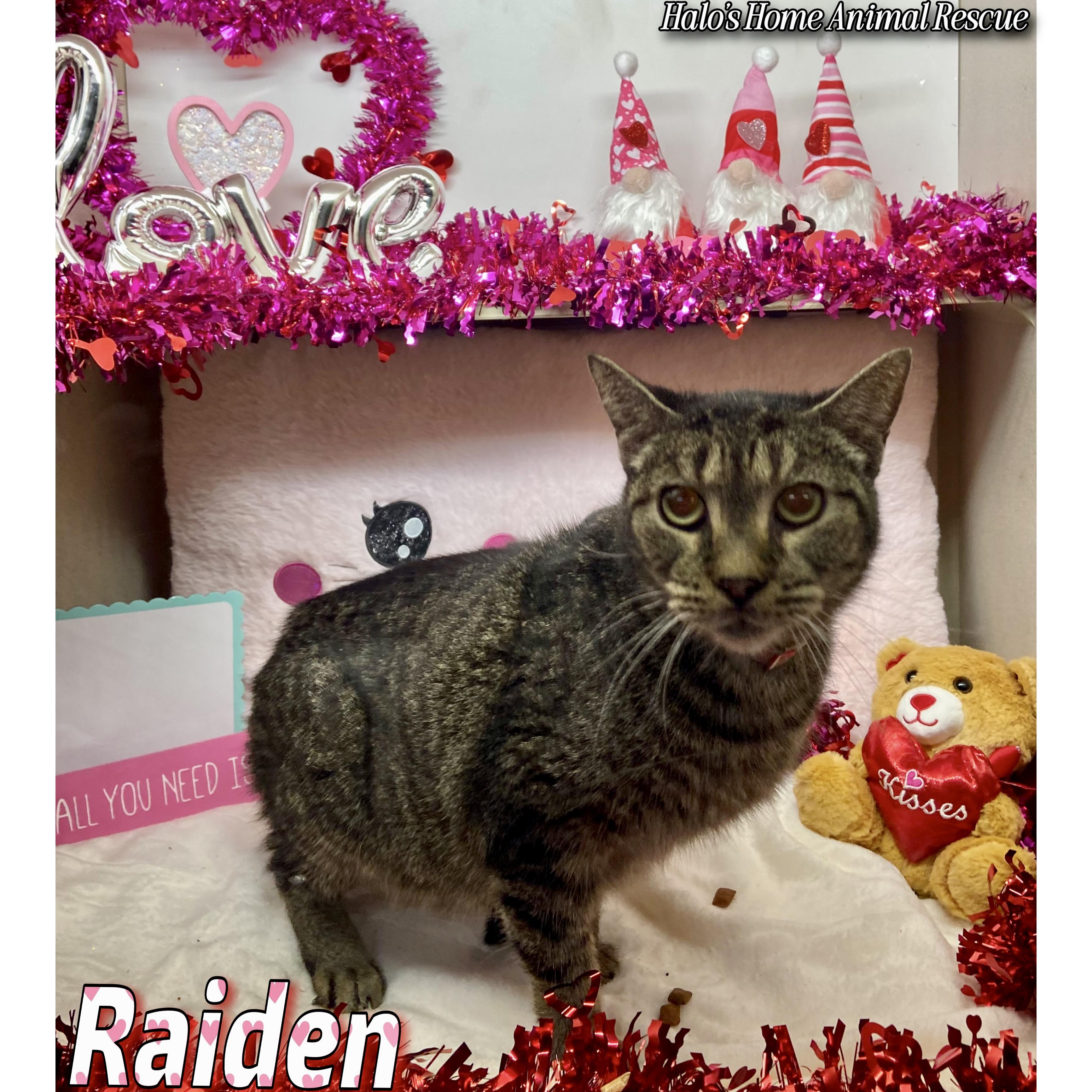 Raiden, a Adopted Tabby in Sunbright, TN image 2/3