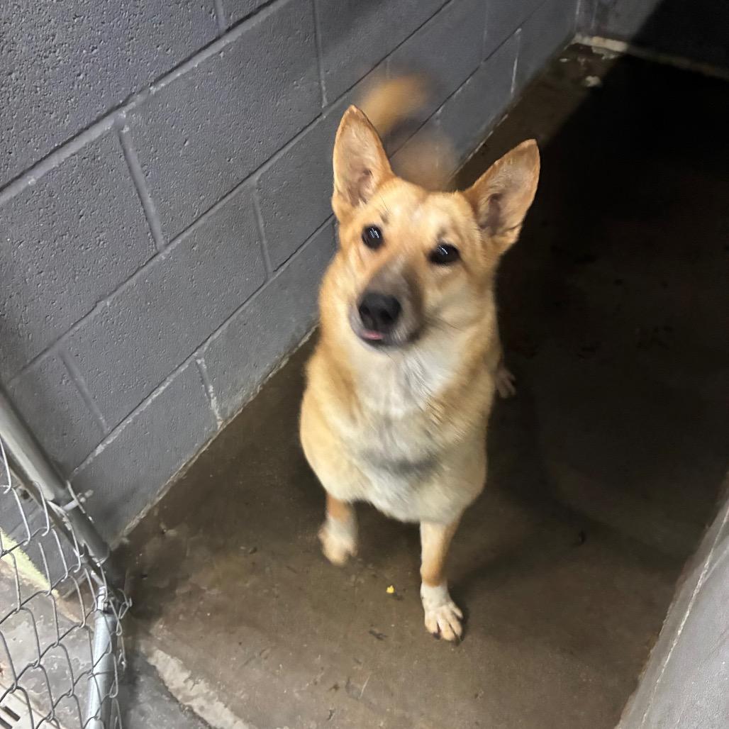 Foxy, Adoptable, Young Female Carolina Dog & Mixed Breed.
