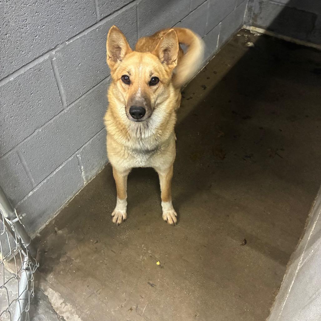Enlarge Foxy, a Adoptable mixed breed in Corbin, KY image 2/6
