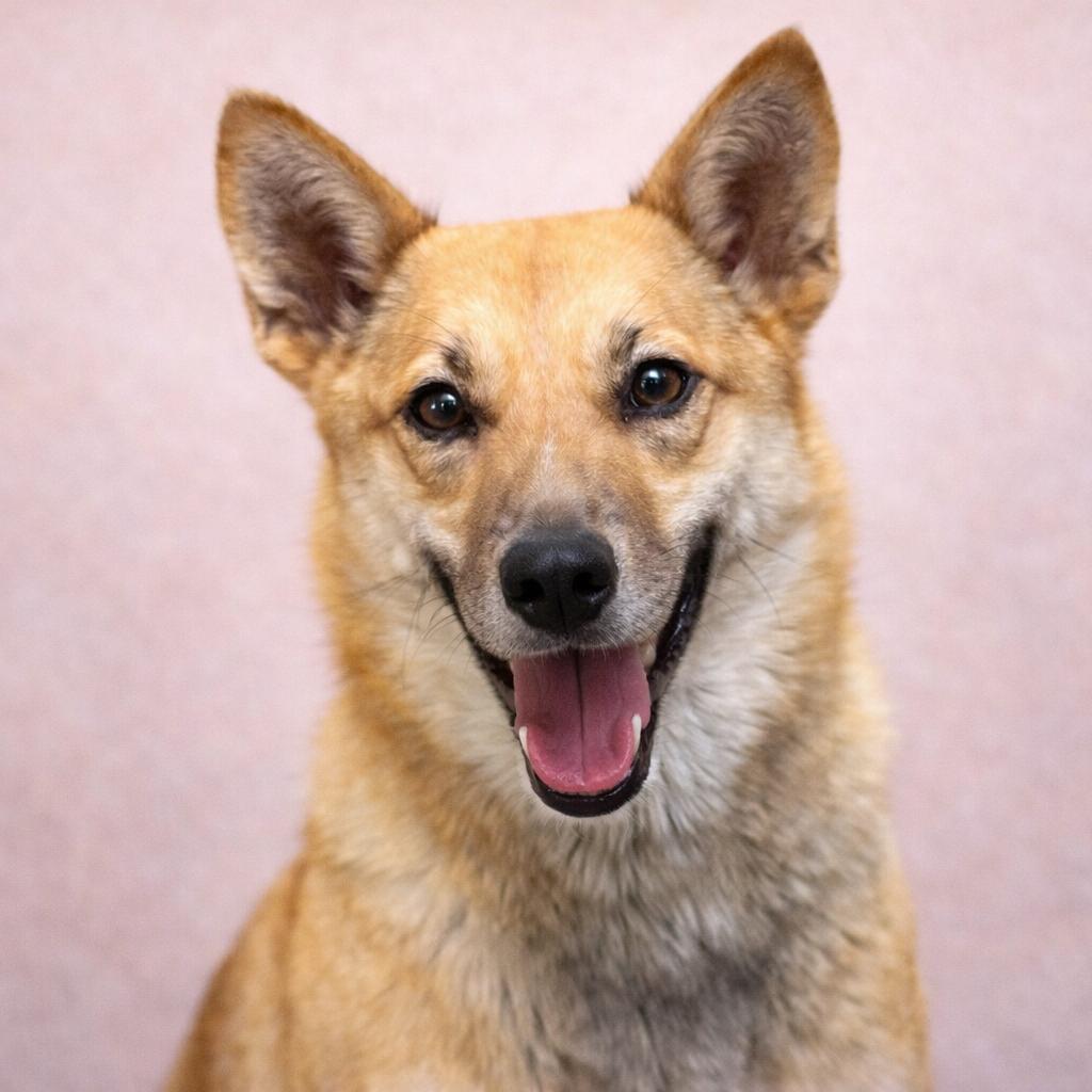 Enlarge Foxy, a Adoptable mixed breed in Corbin, KY image 3/6