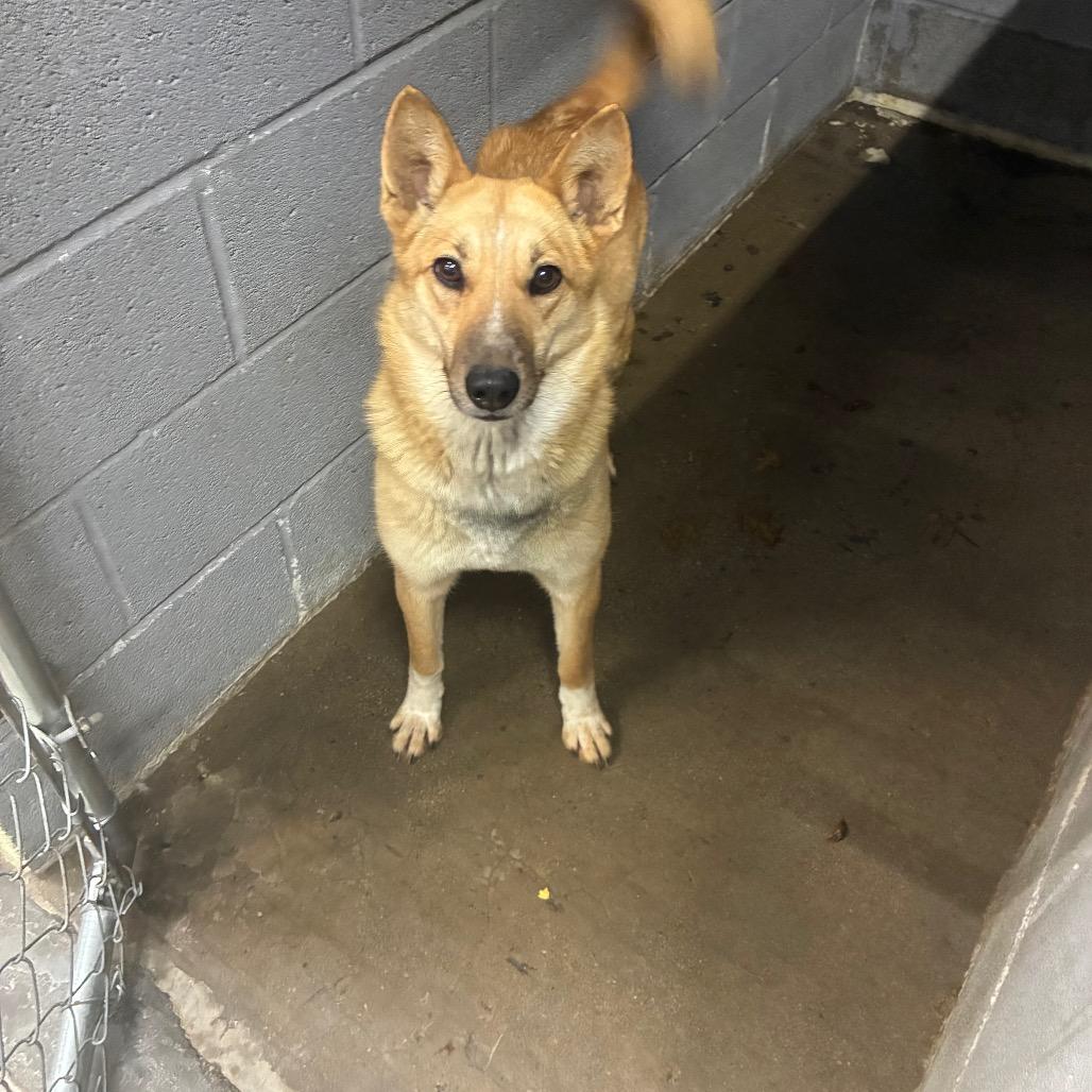 Enlarge Foxy, a Adoptable mixed breed in Corbin, KY image 4/6