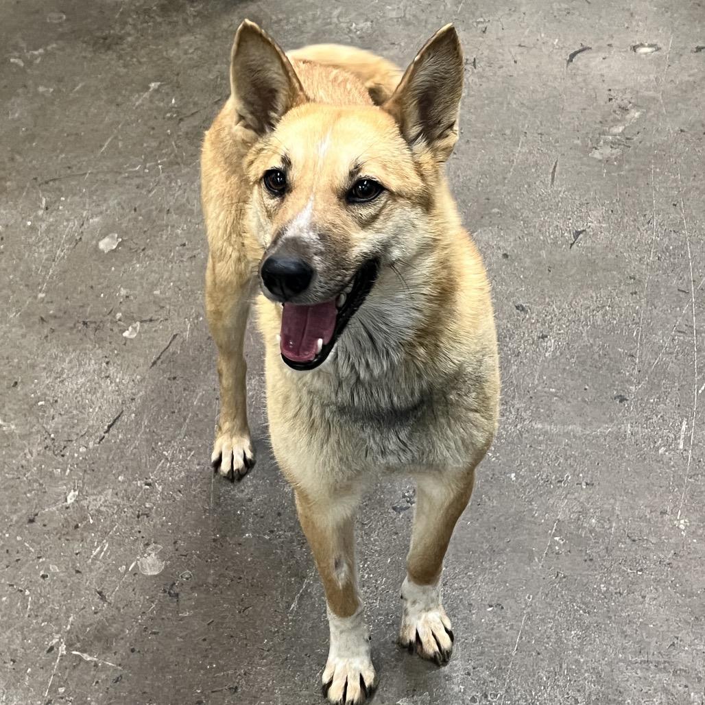 Enlarge Foxy, a Adoptable mixed breed in Corbin, KY image 5/6