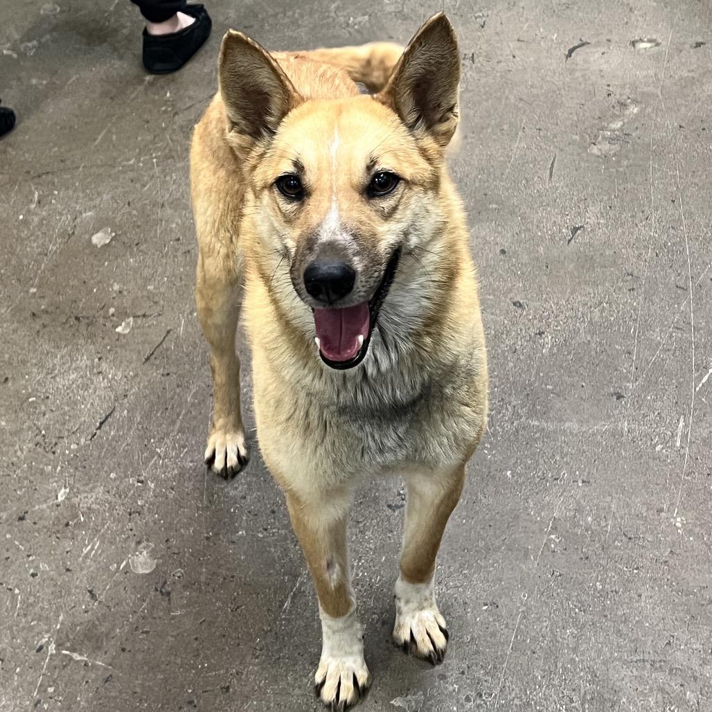 Enlarge Foxy, a Adoptable mixed breed in Corbin, KY image 6/6