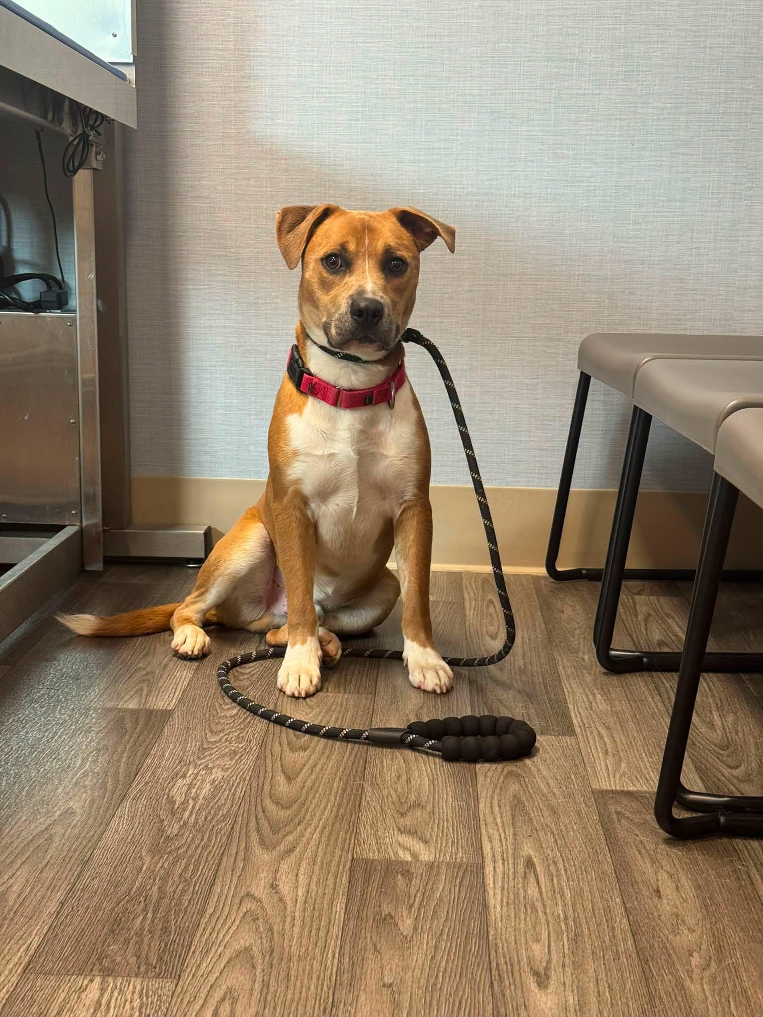 Buddy, ADOPTABLE, Adult Male Mixed Breed.