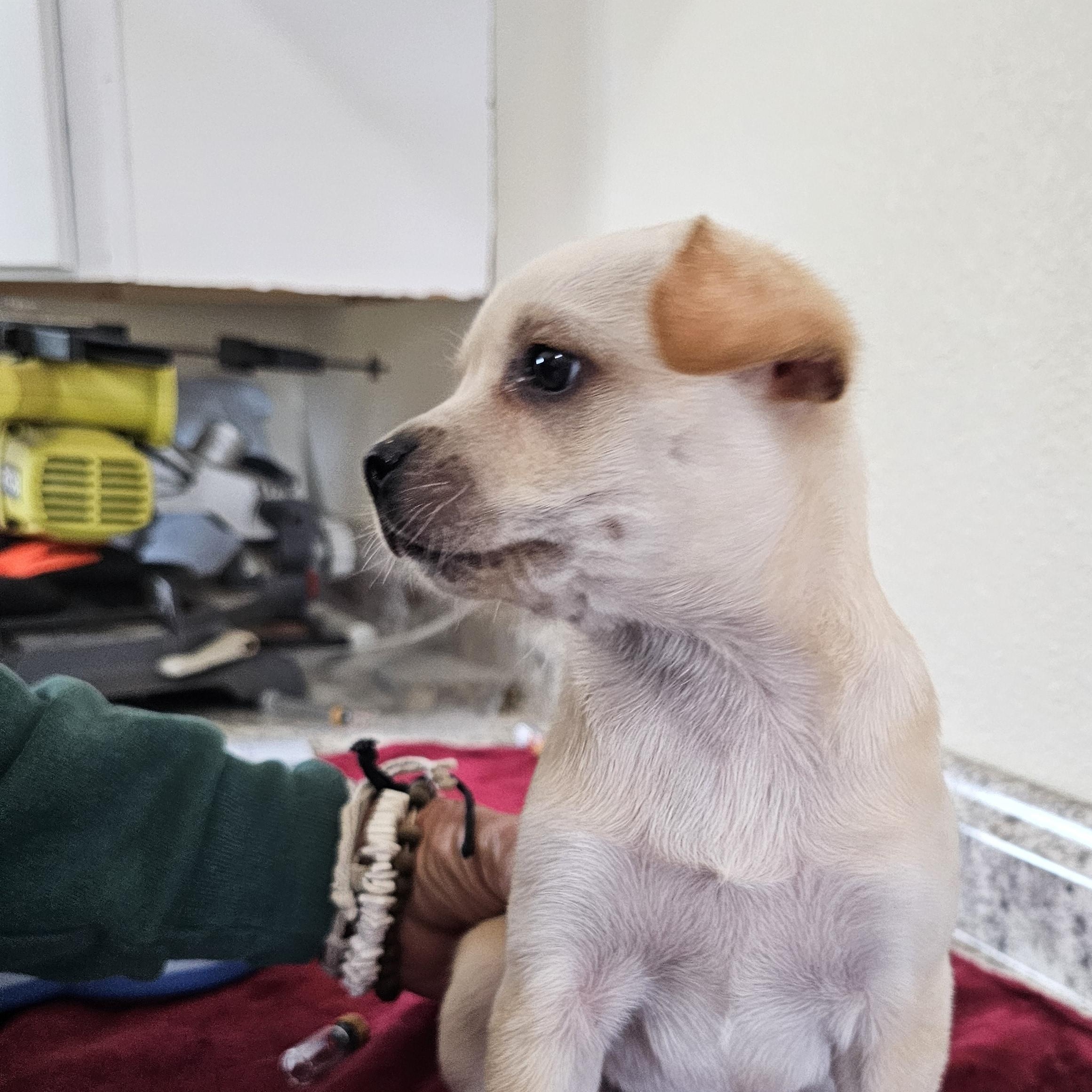Enlarge Sylver, an adopted mixed breed in Yreka, CA image 2/6